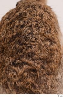 Hare  1 back fur 0003.jpg